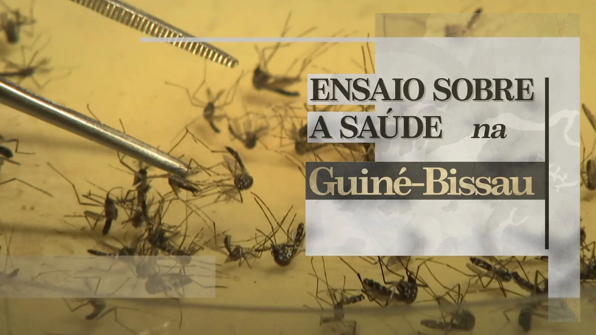 Ensaio sobre a saúde na Guiné-Bissau