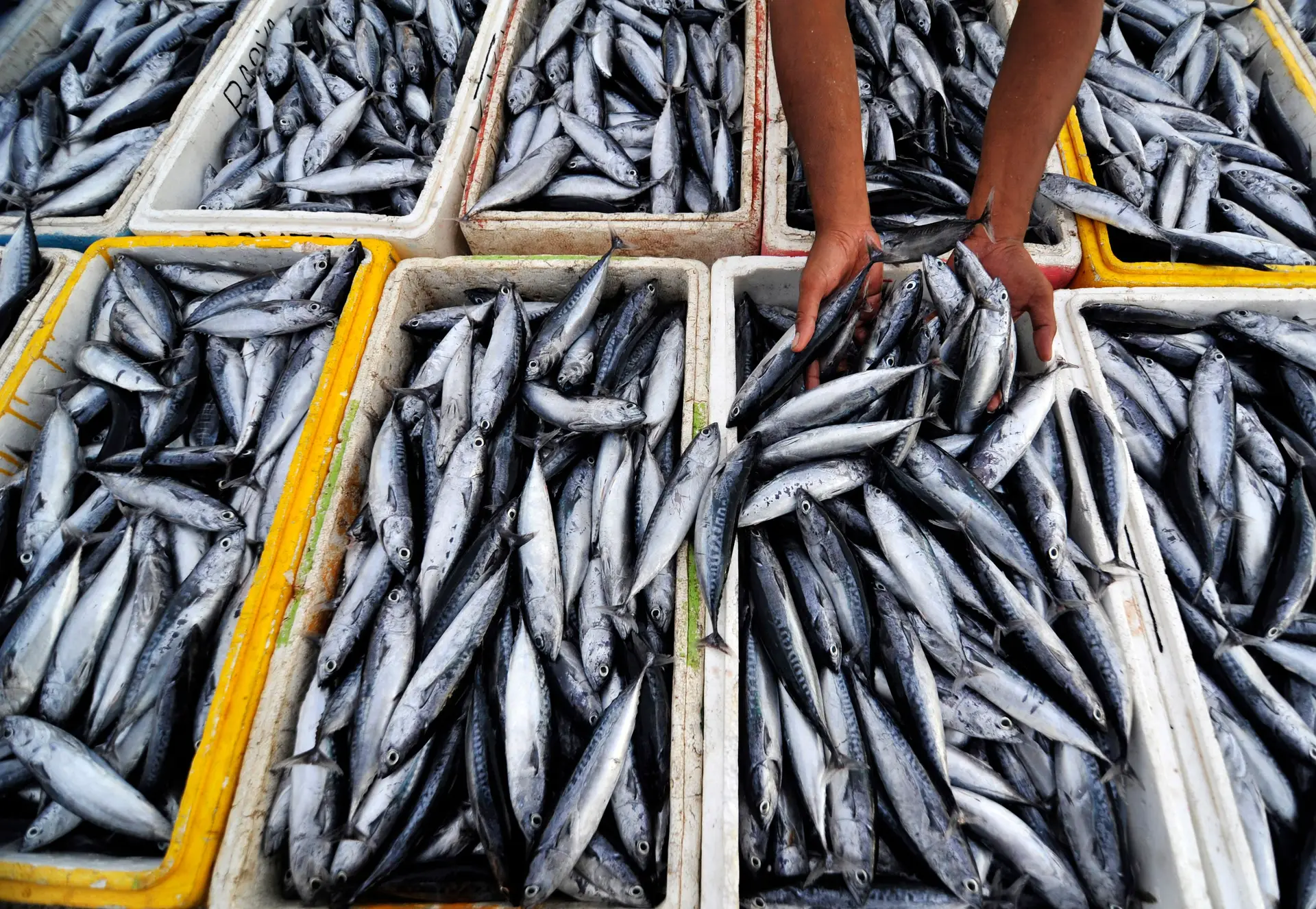 Proibição de pesca da sardinha continua até 21 de maio