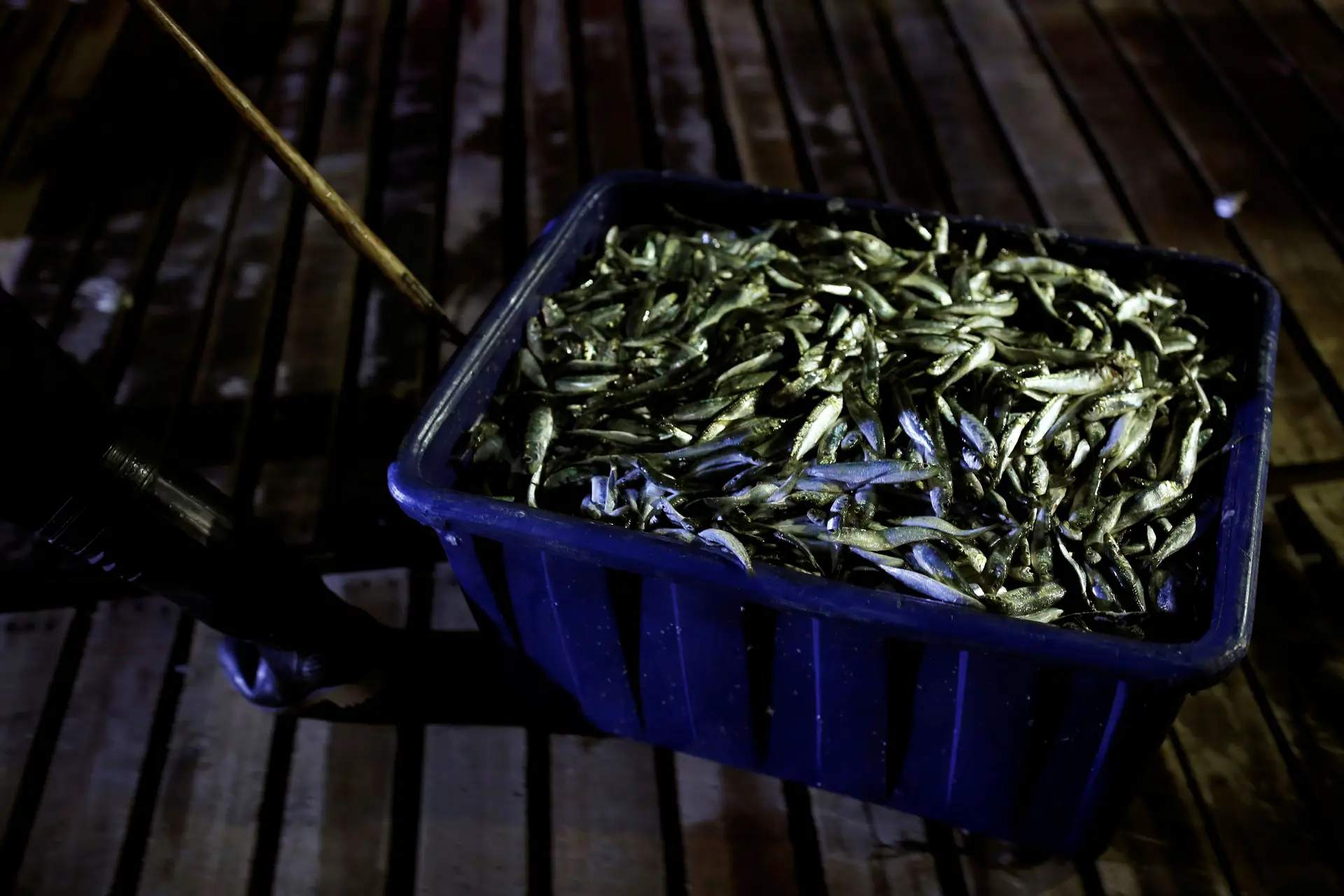 Pesca da sardinha tem de ser suspensa em 2019, aconselha parecer científico