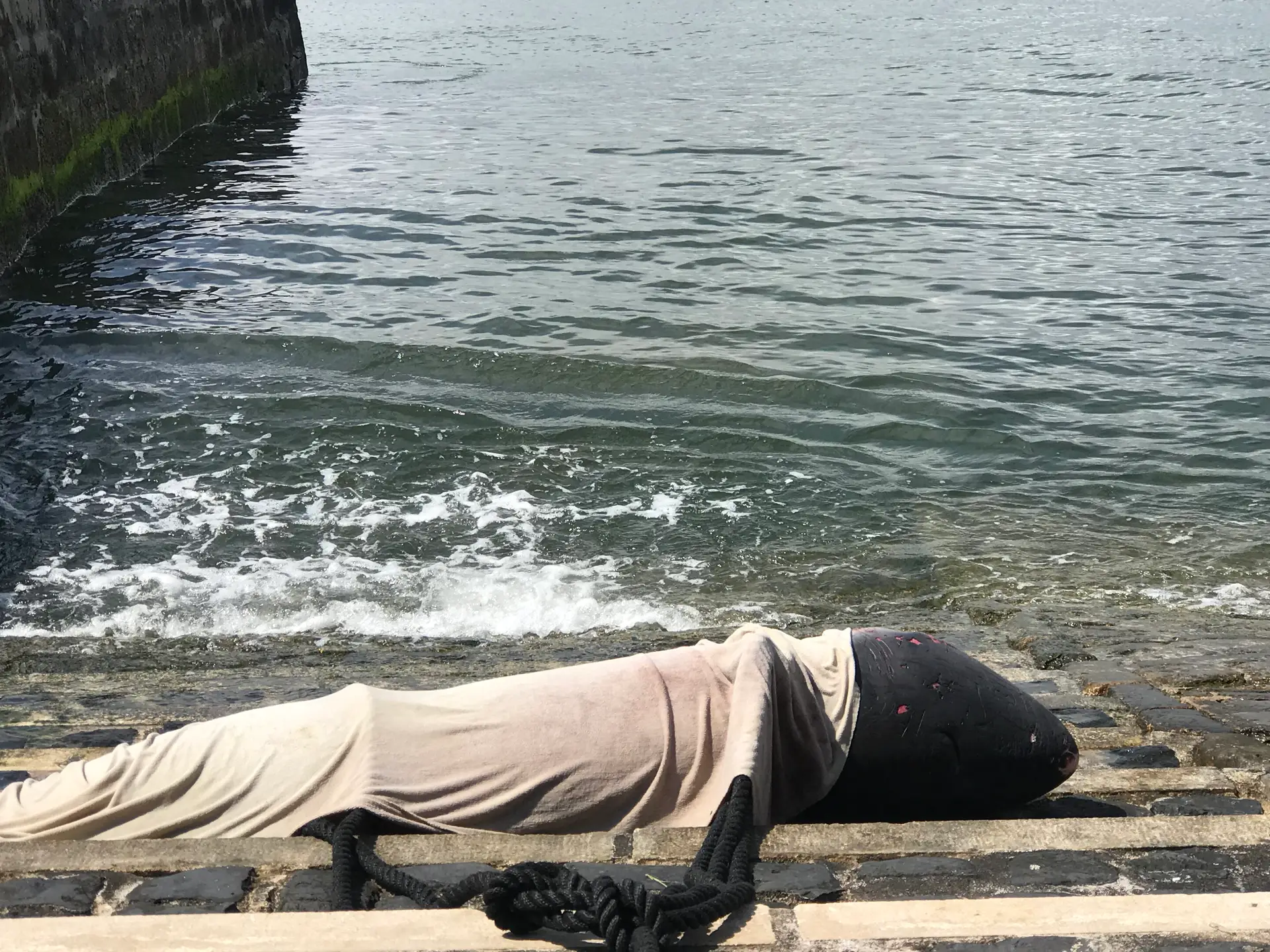 Está uma baleia no Cais do Sodré, em Lisboa