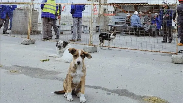 Associação dos EUA resgata cães abandonados em Chernobil