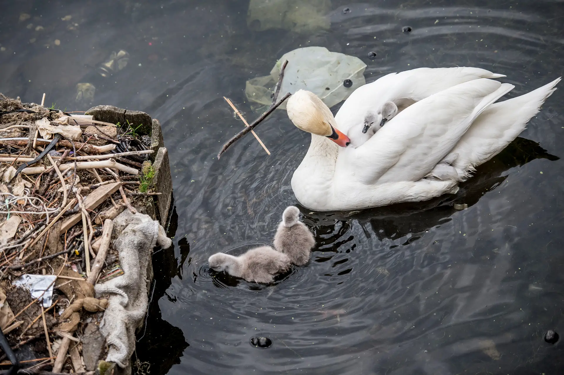 Ver comunidades de cisnes mergulhadas em lixo e plástico está a revoltar os dinamarqueses que dão primazia à sustentabilidade ecológica. Só no ano passado foram recolhidas e 110.000 latas e 155.000 Kg de lixo de áreas naturais.