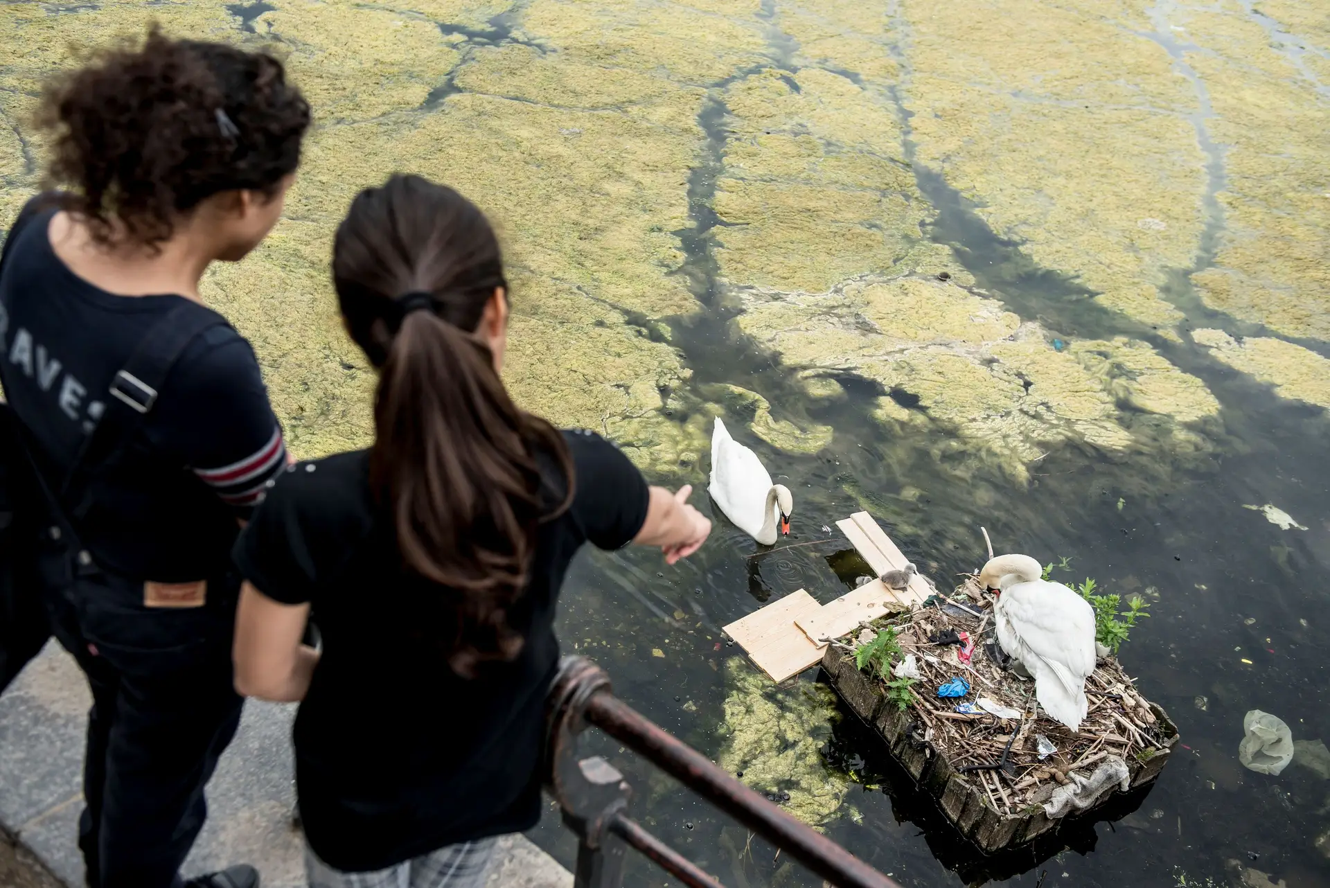 A televisão dinamarquesa denunciou recentemente que o lixo que está a incorporado nos ninhos dos cisnes terá sido atirado para as águas do lago de uma das pontes de Copenhaga o que está a revoltar ainda mais os dinamarqueses, globalmente mais atentos à poluição e à pegada ecológica.
