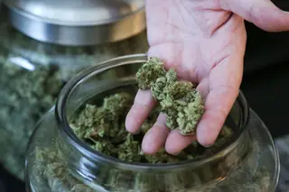 Canadá legaliza o uso da canábis para fins recreativos