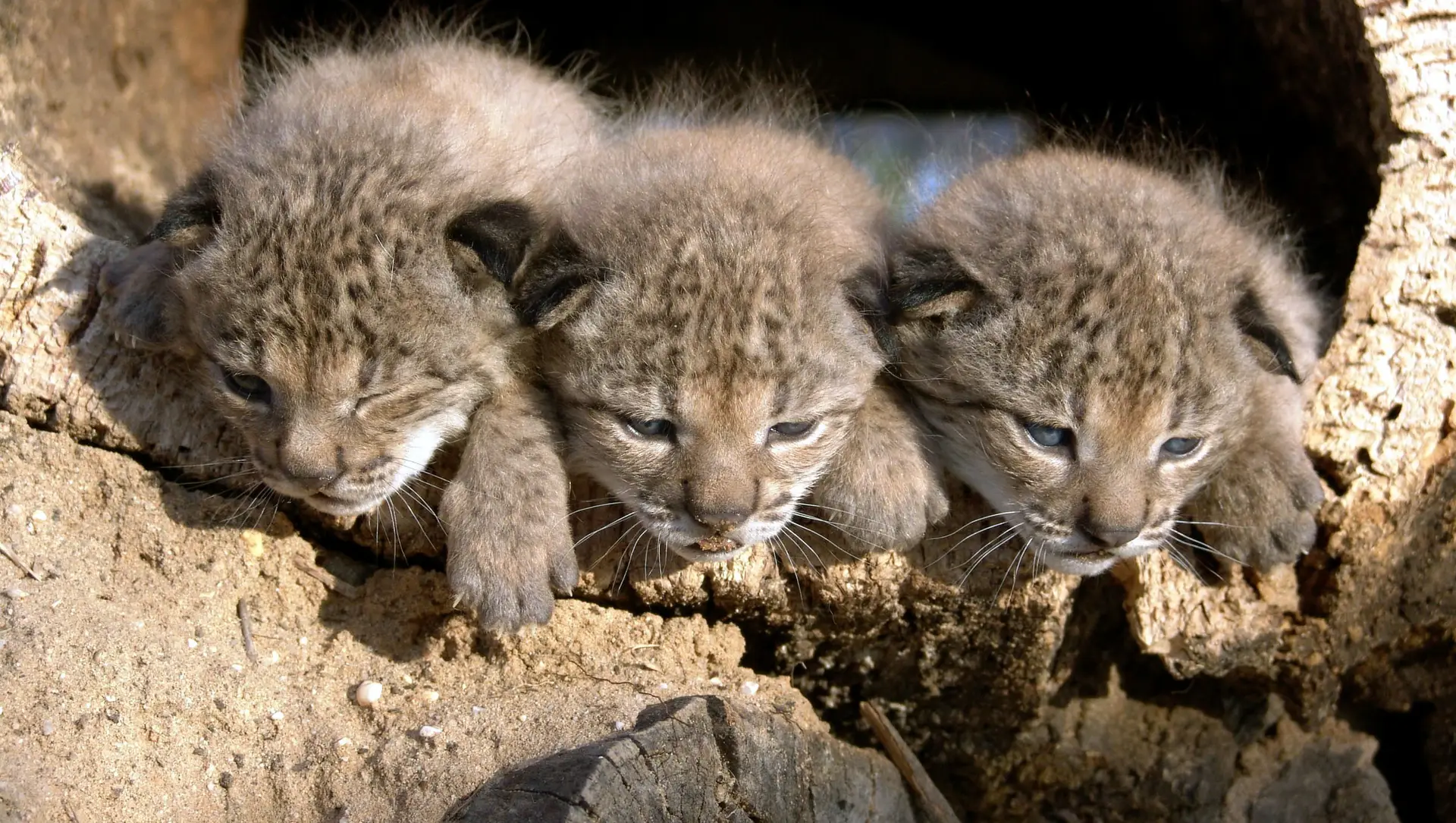 Centro de reprodução do lince-ibérico em Silves vai ser alargado