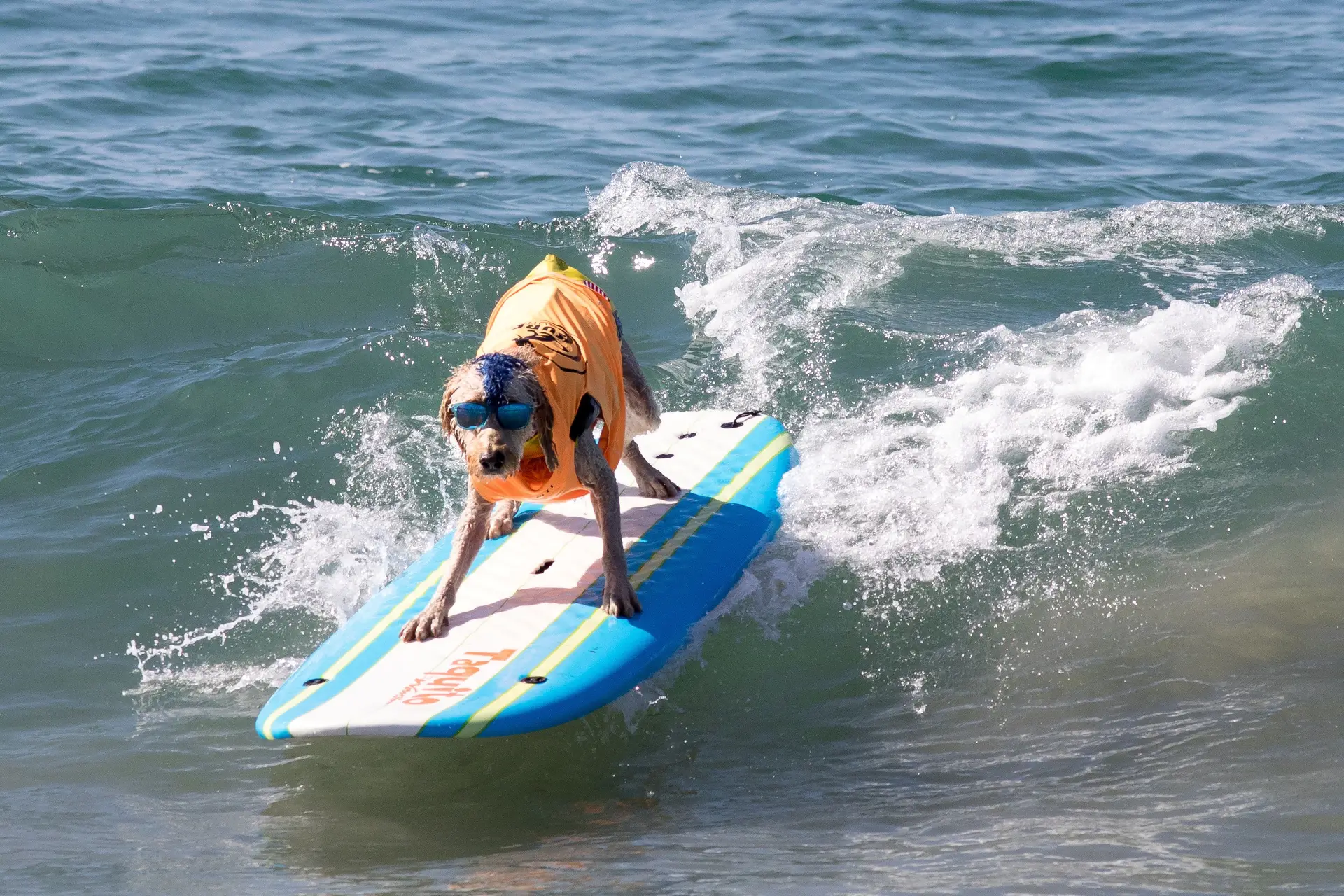 Esposende abre duas praias para cães
