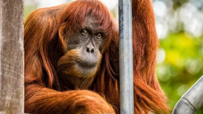 Morreu o orangotango mais velho do mundo