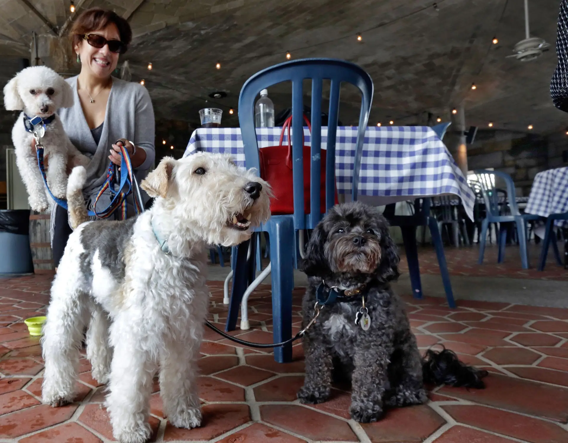 Lei que permite entrada de animais em restaurantes entra hoje em vigor