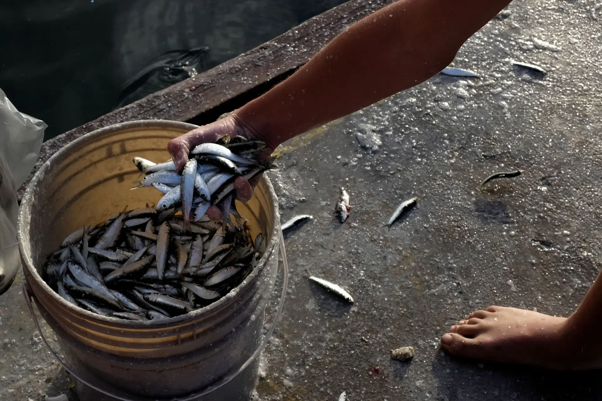 Pescadores contra parecer que recomenda suspensão da pesca da sardinha em 2019