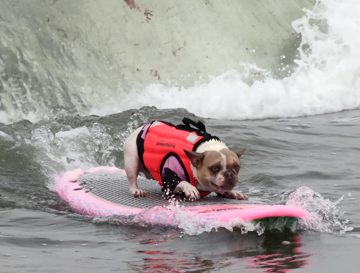 SIC Notícias | Mundial de surf para cães na Califórnia