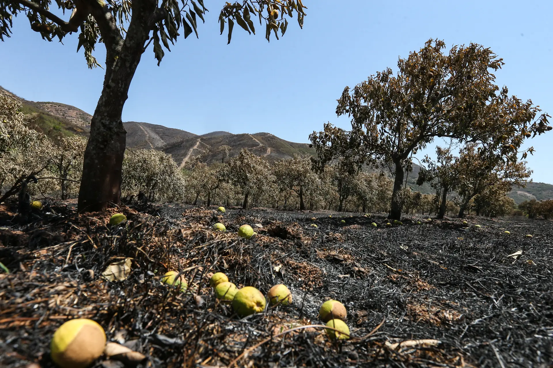 Governo tem em curso levantamento de prejuízos agrícolas em Monchique