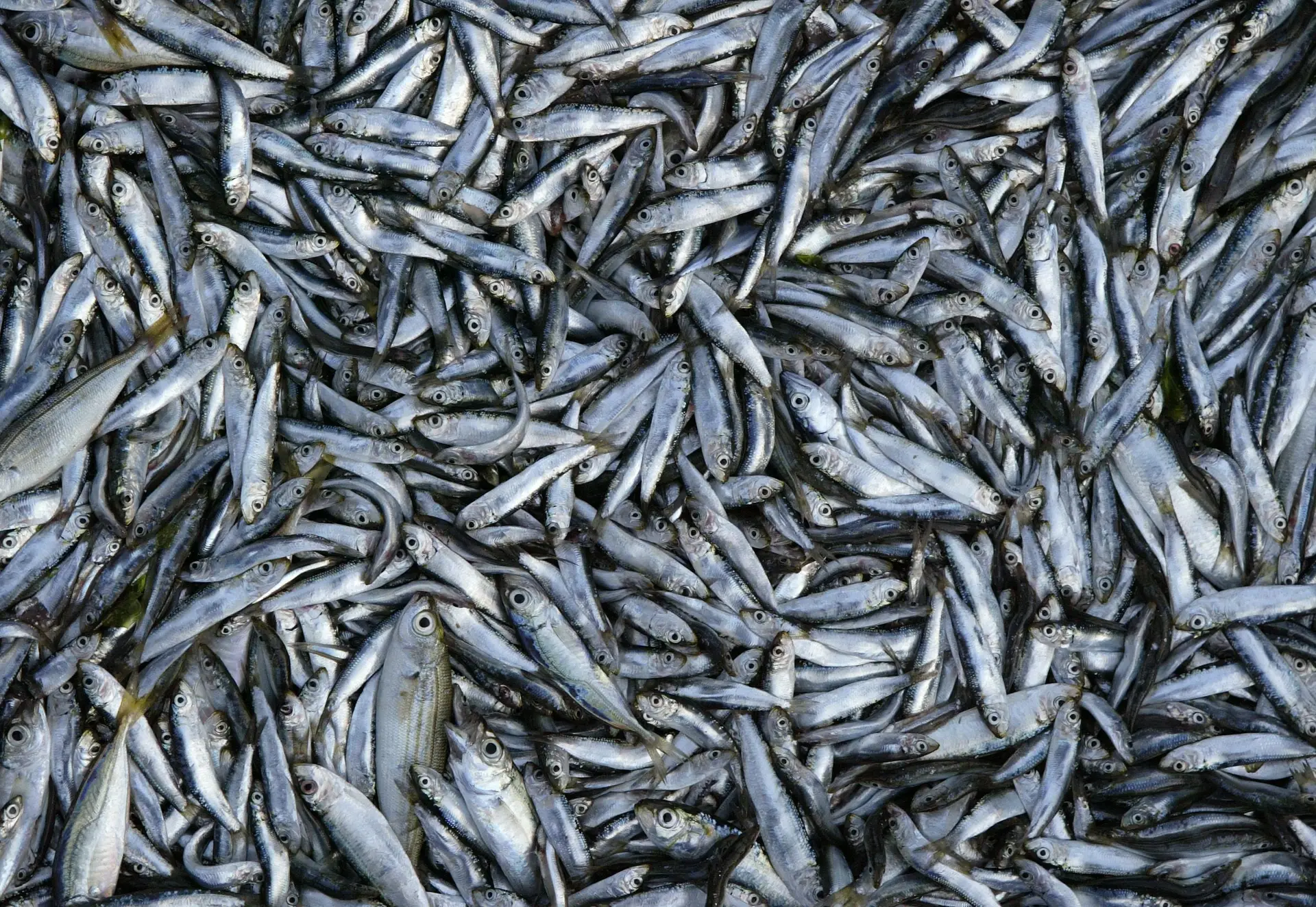 Já se pode voltar a pescar sardinha em 3 zonas do país