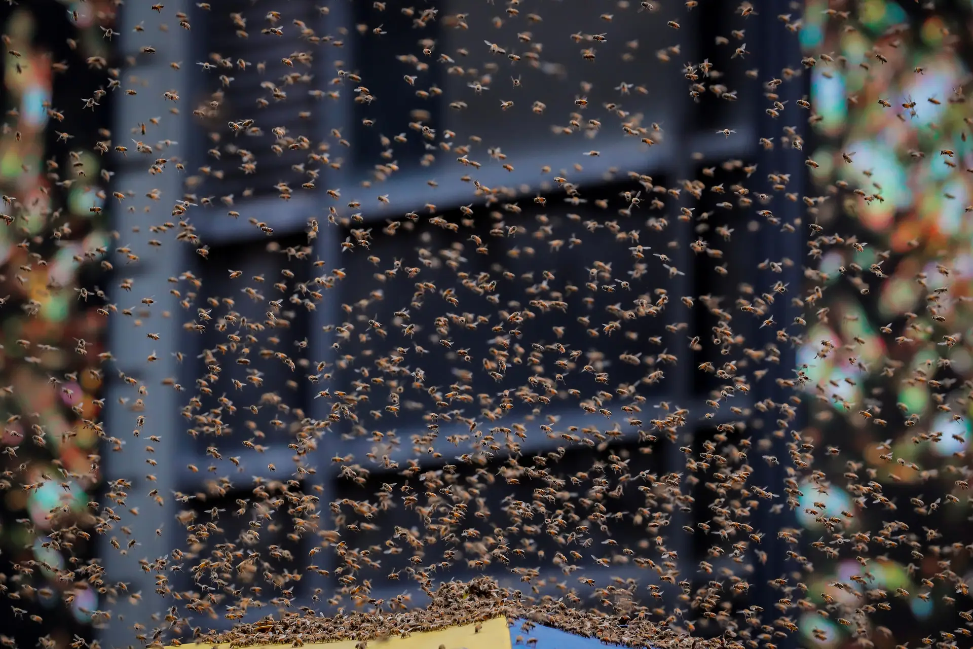 As abelhas chegaram à cidade (aos milhares)