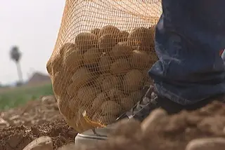 Alunos da Católica apanham batatas em alternativa às praxes