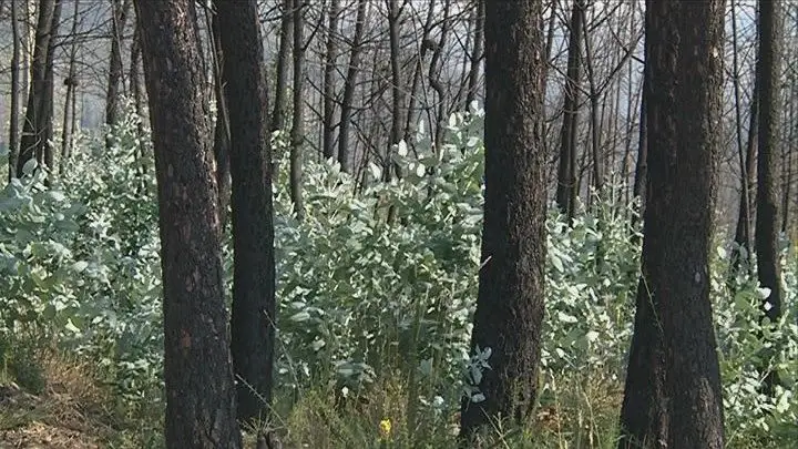 Estudo apresenta novas evidências do potencial invasor do eucalipto