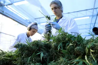 Canábis terapêutica autorizada a partir de 1 de novembro no Reino Unido