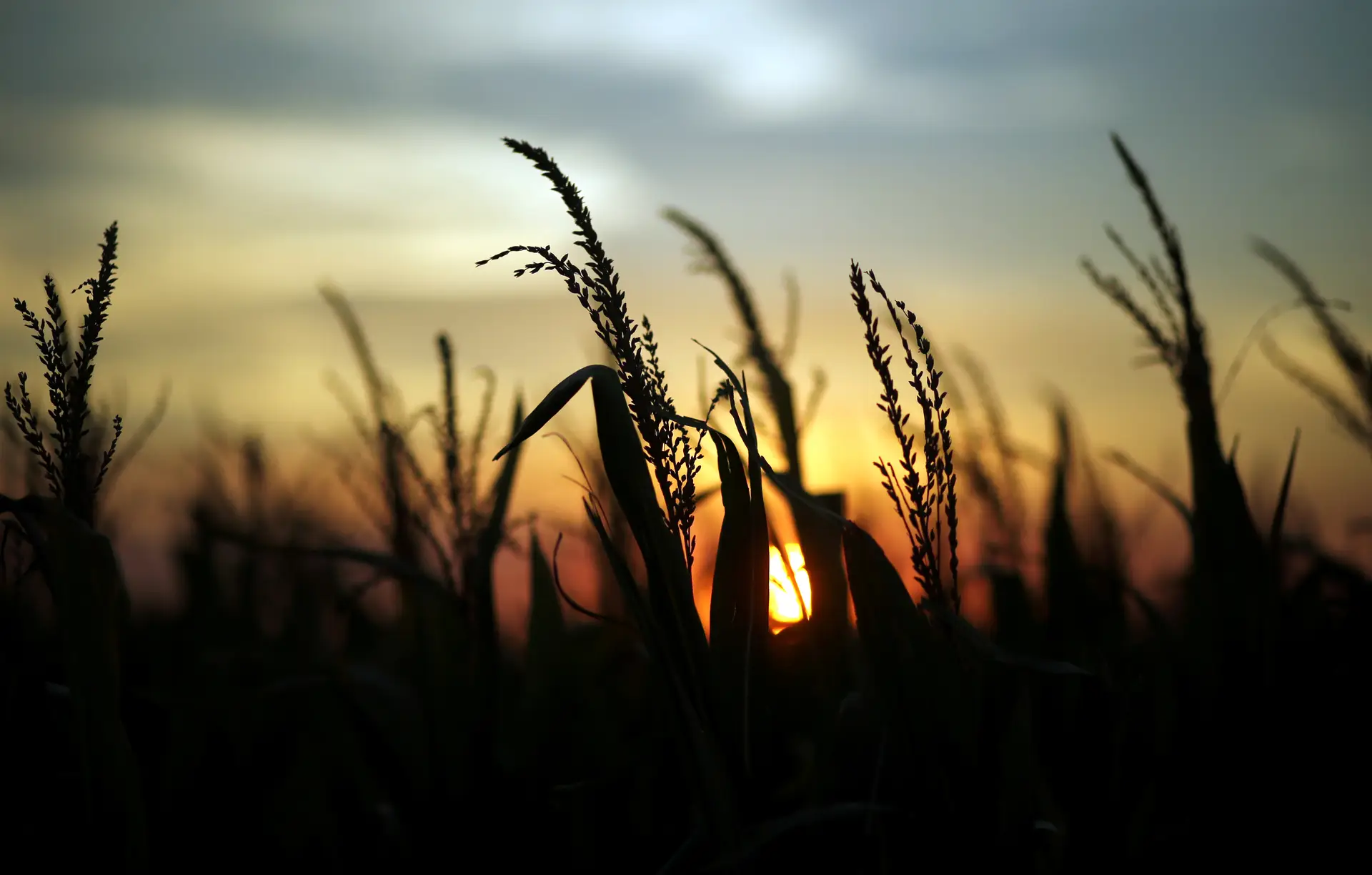 50% dos campos de milho do Baixo Mondego com colheita em risco