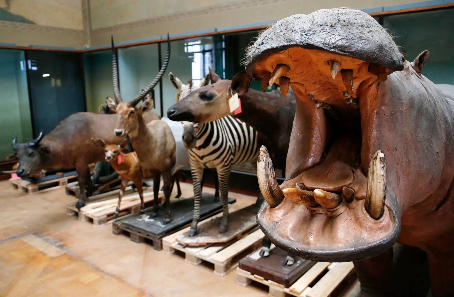 Animais africanos embalsamados no Museu De África de Tervuren, Bélgica
