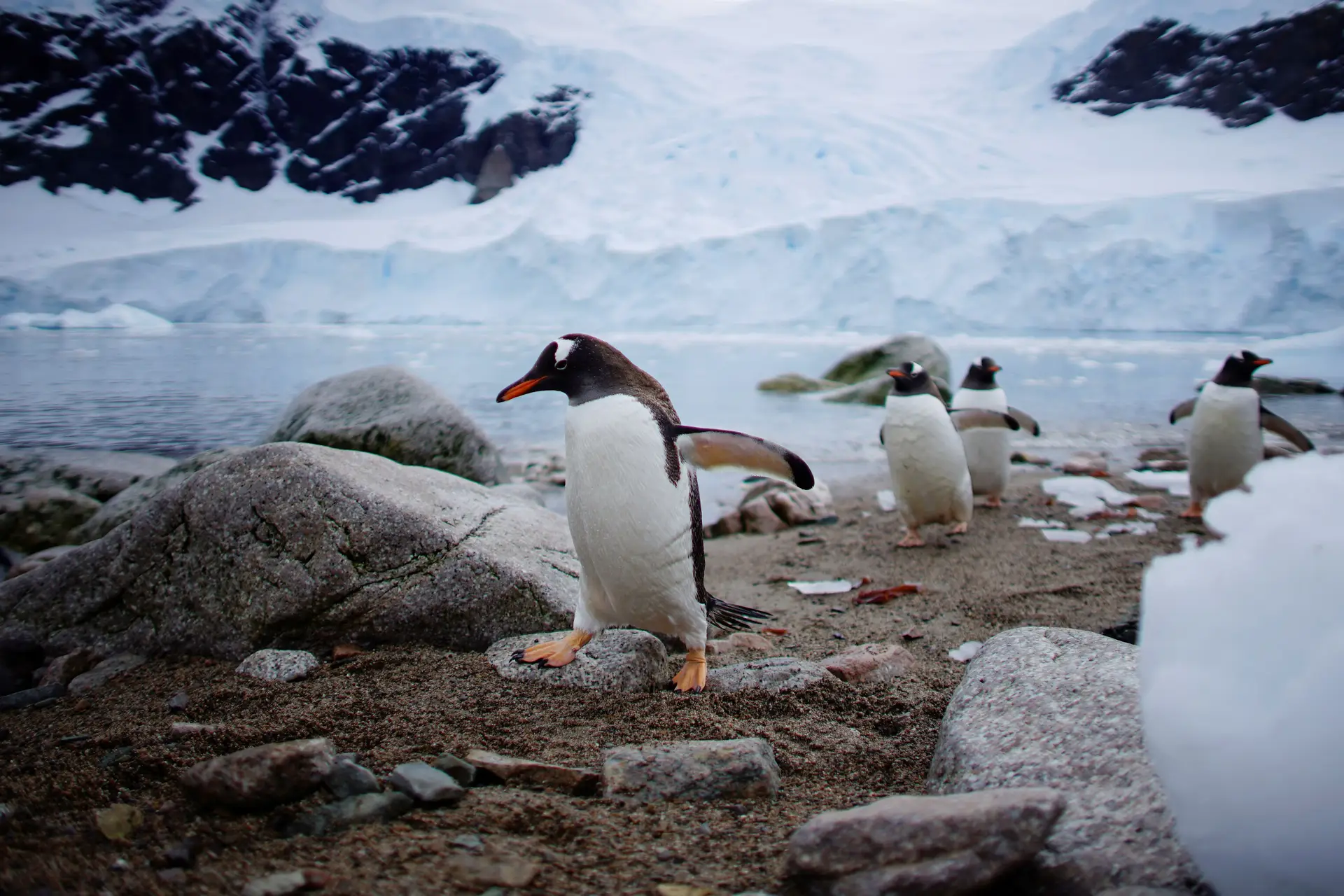Pinguins no Neko Harbour, Antártida.