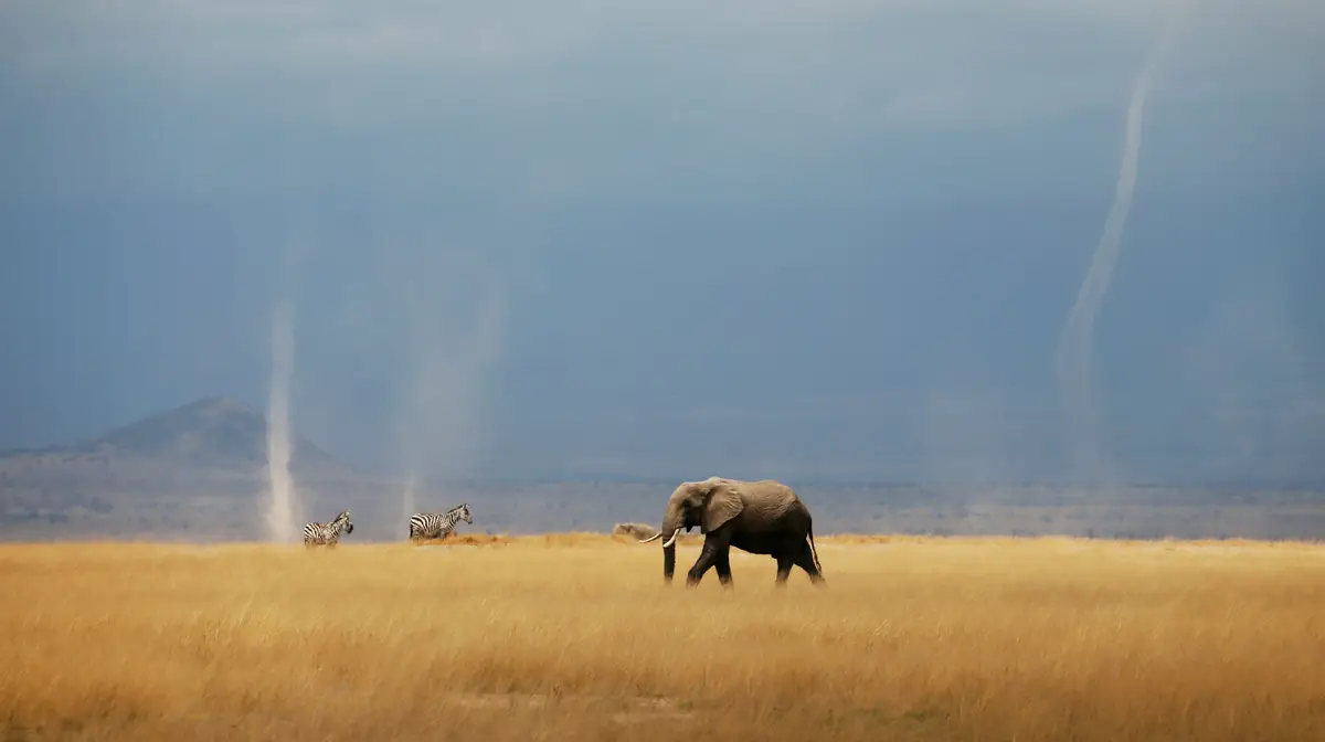 Um elefante e duas zebras no Parque Nacional de Amboseli, no Quénia, África.