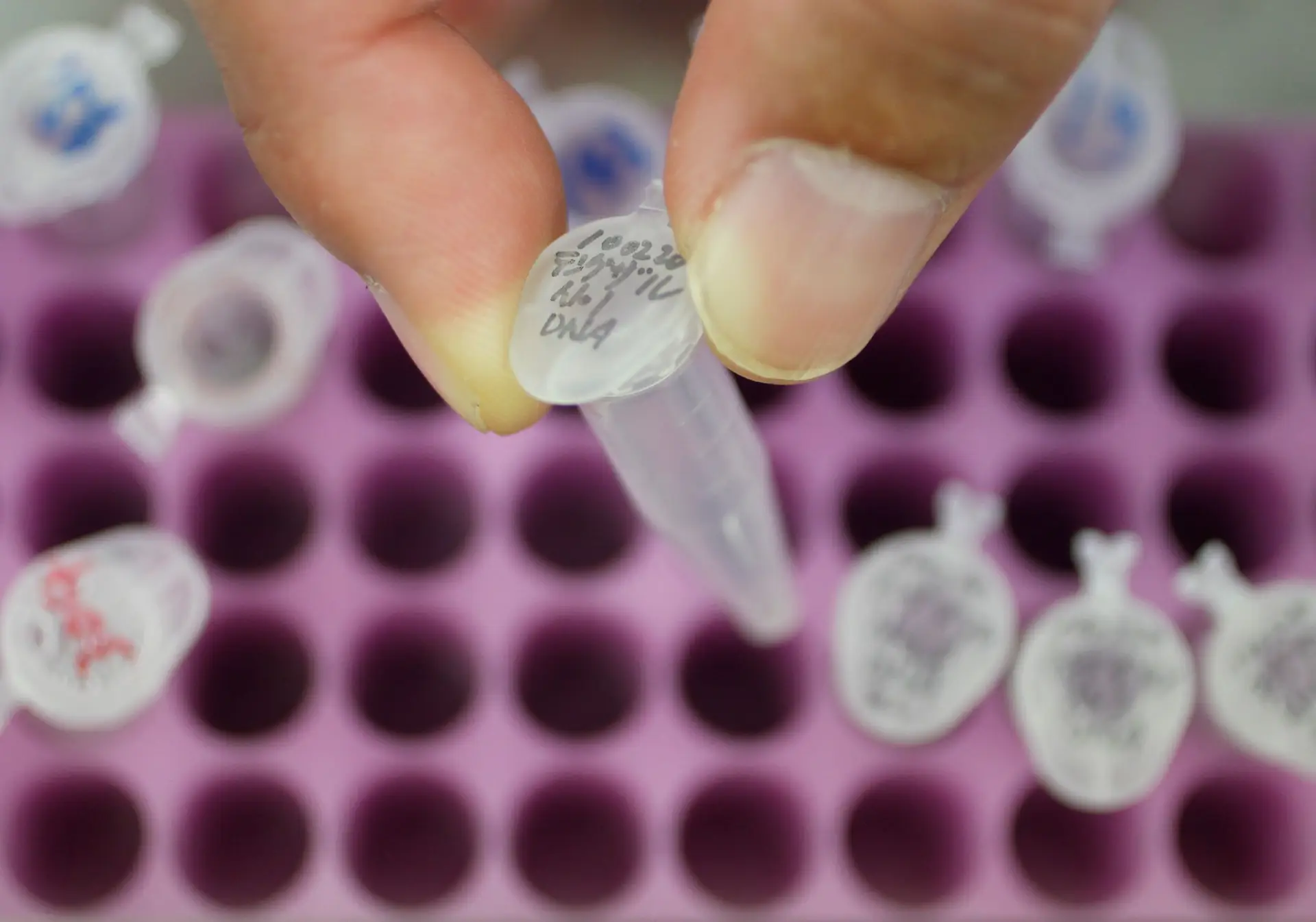 "O mundo não está preparado para manipulação genética em bebés" alertam cientistas