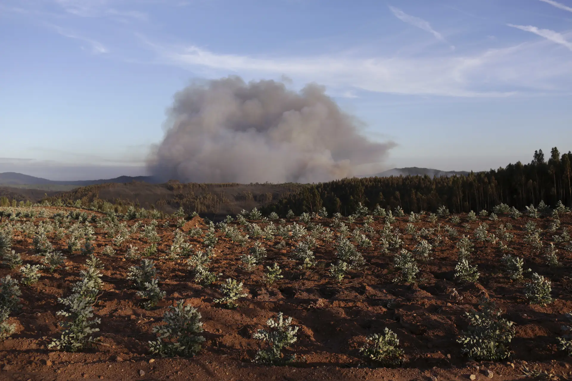 Cientista diz que combustíveis acumulados nas zona ardidas podem provocar incêndios ainda piores