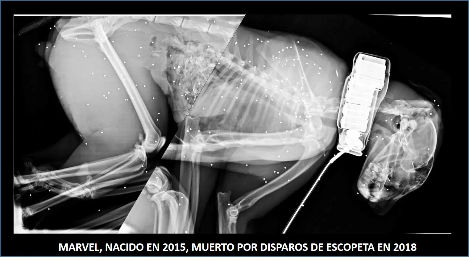 Lince ibérico encontrado morto com 300 chumbos no corpo