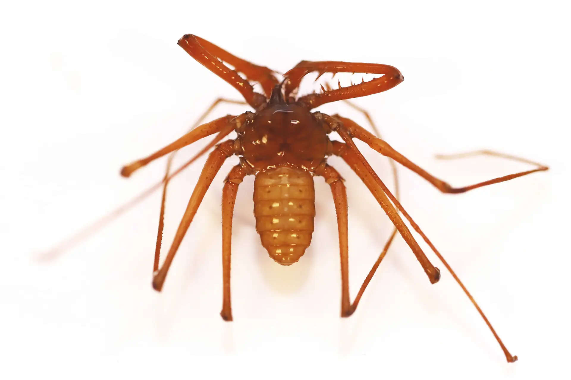 Sarax timorensis