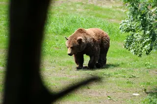 Ativistas querem salvar urso em Itália e até um ministro se juntou à causa