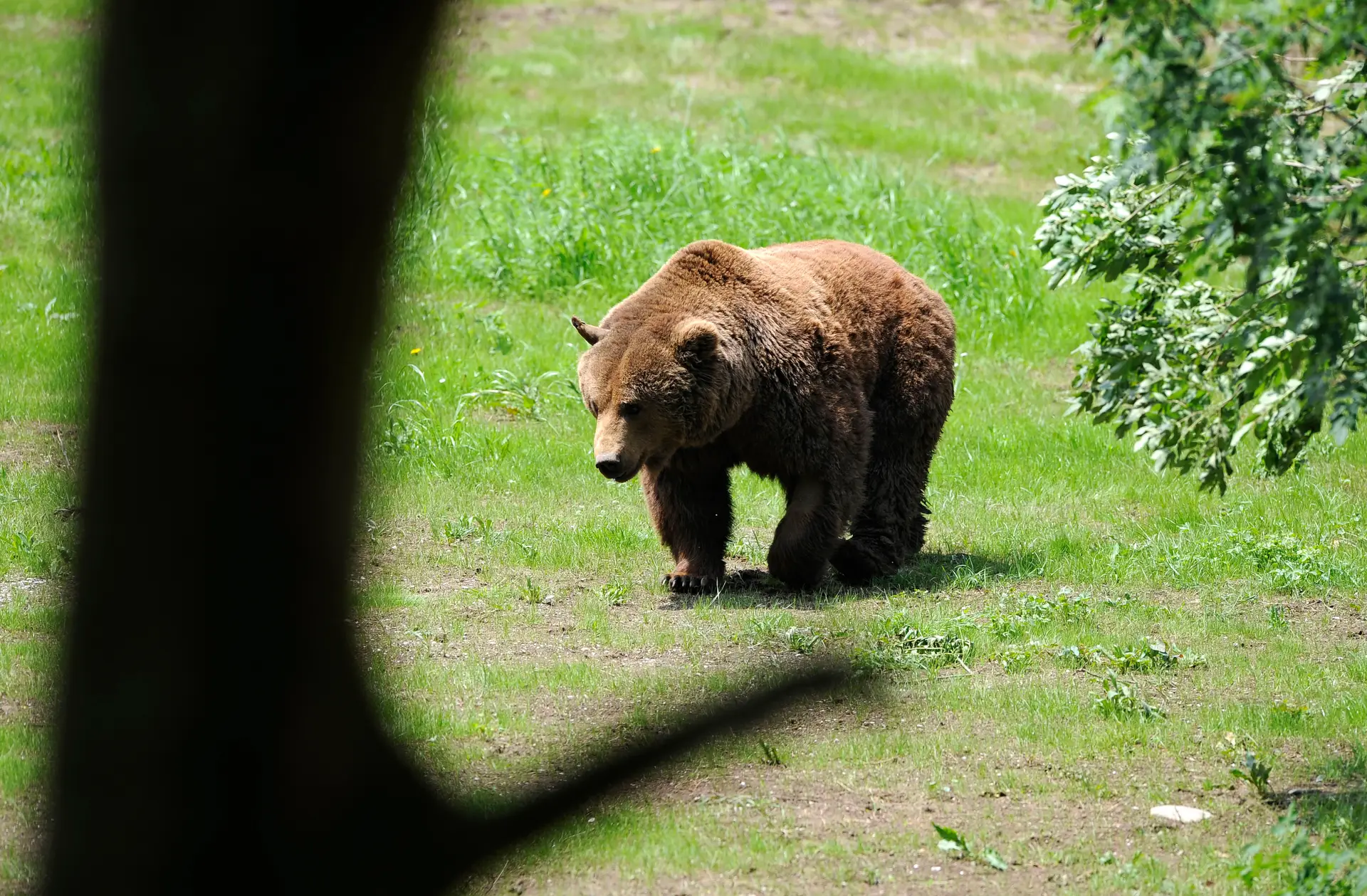 Urso pardo (Arquivo)