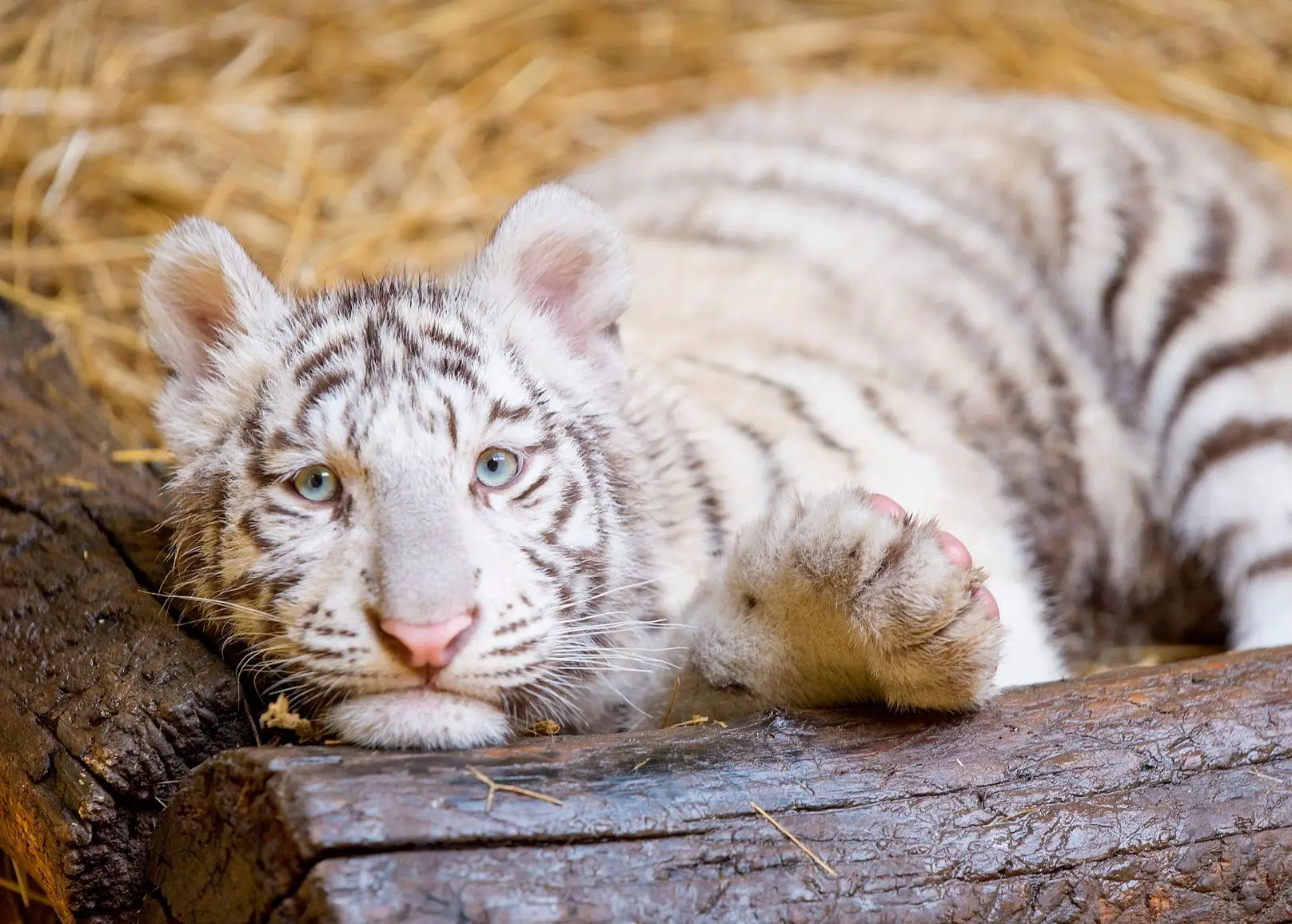 Uma cria de tigre branco, depois de levar um vacina, no jardim zoológico de Gyor, Hungria.