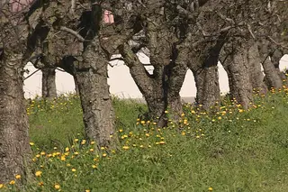 Glifosato - Controvérsia persistente 