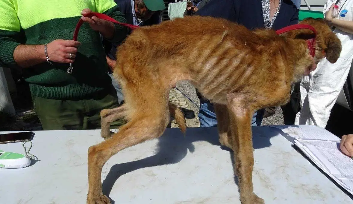 GNR apreende 38 animais de companhia numa casa no Montijo