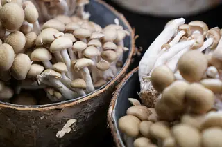 Comer cogumelos previne o aparecimento de problemas de memória