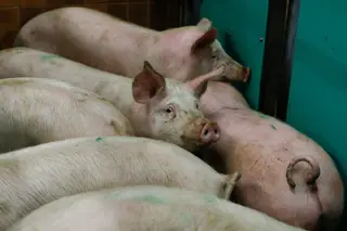 OMS desvaloriza informações sobre nova estirpe de vírus de gripe suína