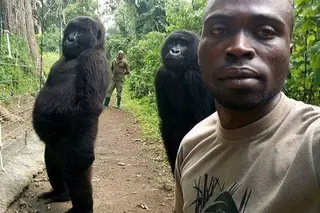 A explicação para a “selfie do ano” com dois gorilas