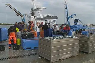 Pescadores queixam-se de erros na contagem dos dias de trabalho para a reforma