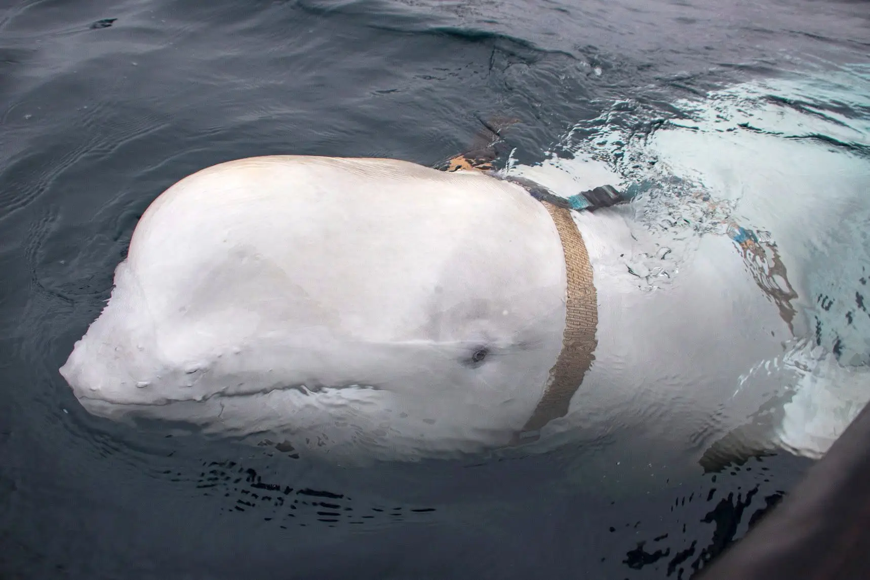 Pescadores encontram baleia com comportamento invulgar
