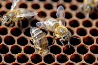 Abelhas em risco de extinção 