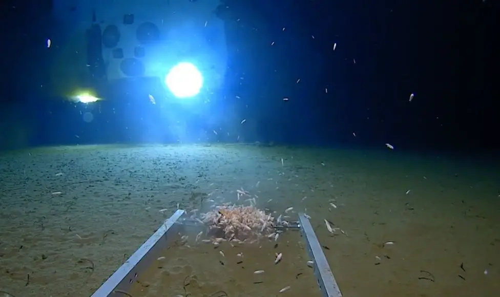 Plástico já pode ter chegado ao ponto mais profundo dos oceanos