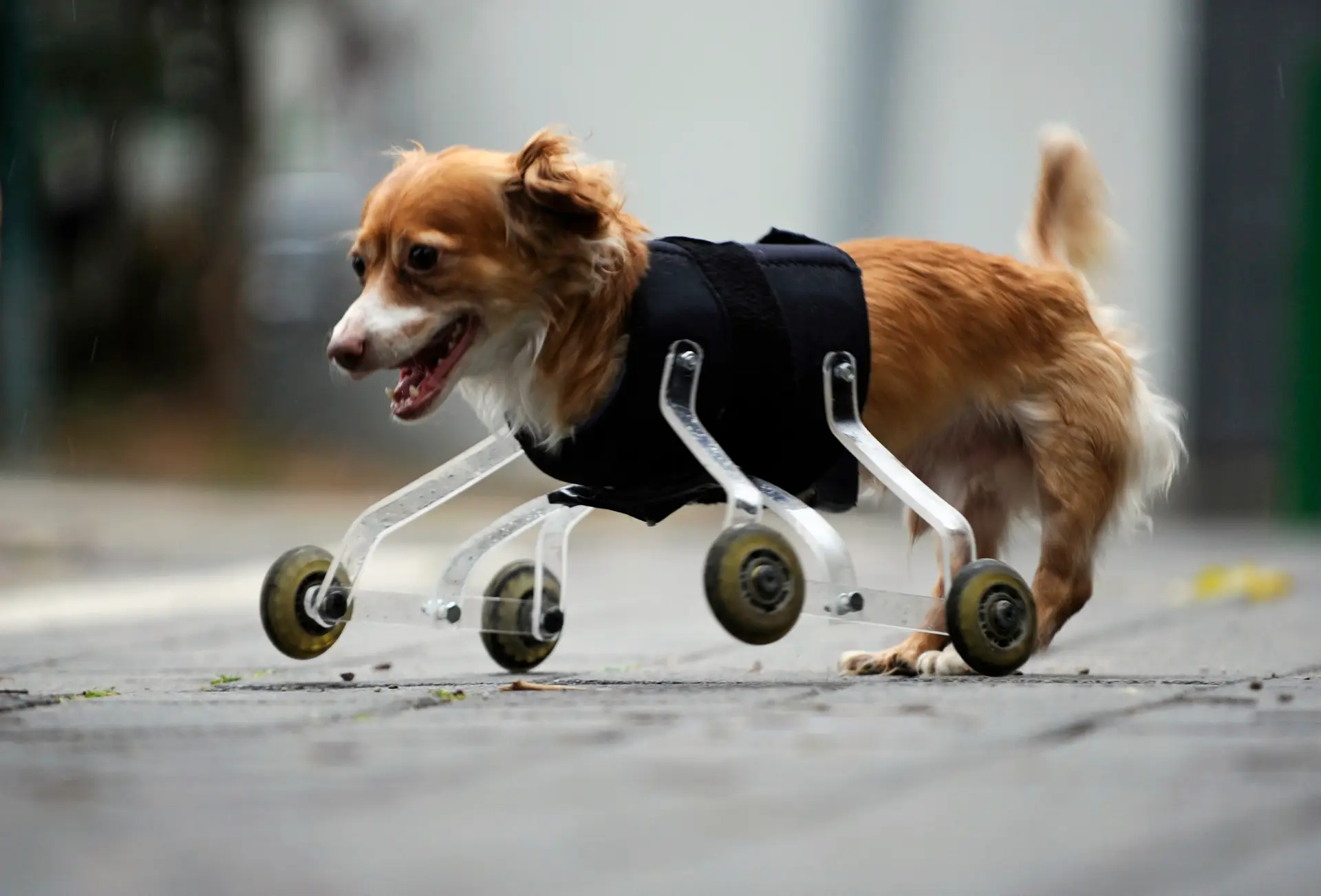 Animais que tiveram uma segunda oportunidade