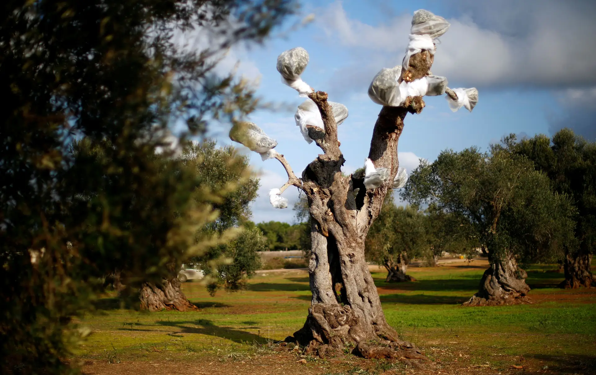 Bactéria das oliveiras espalha-se pela Europa
