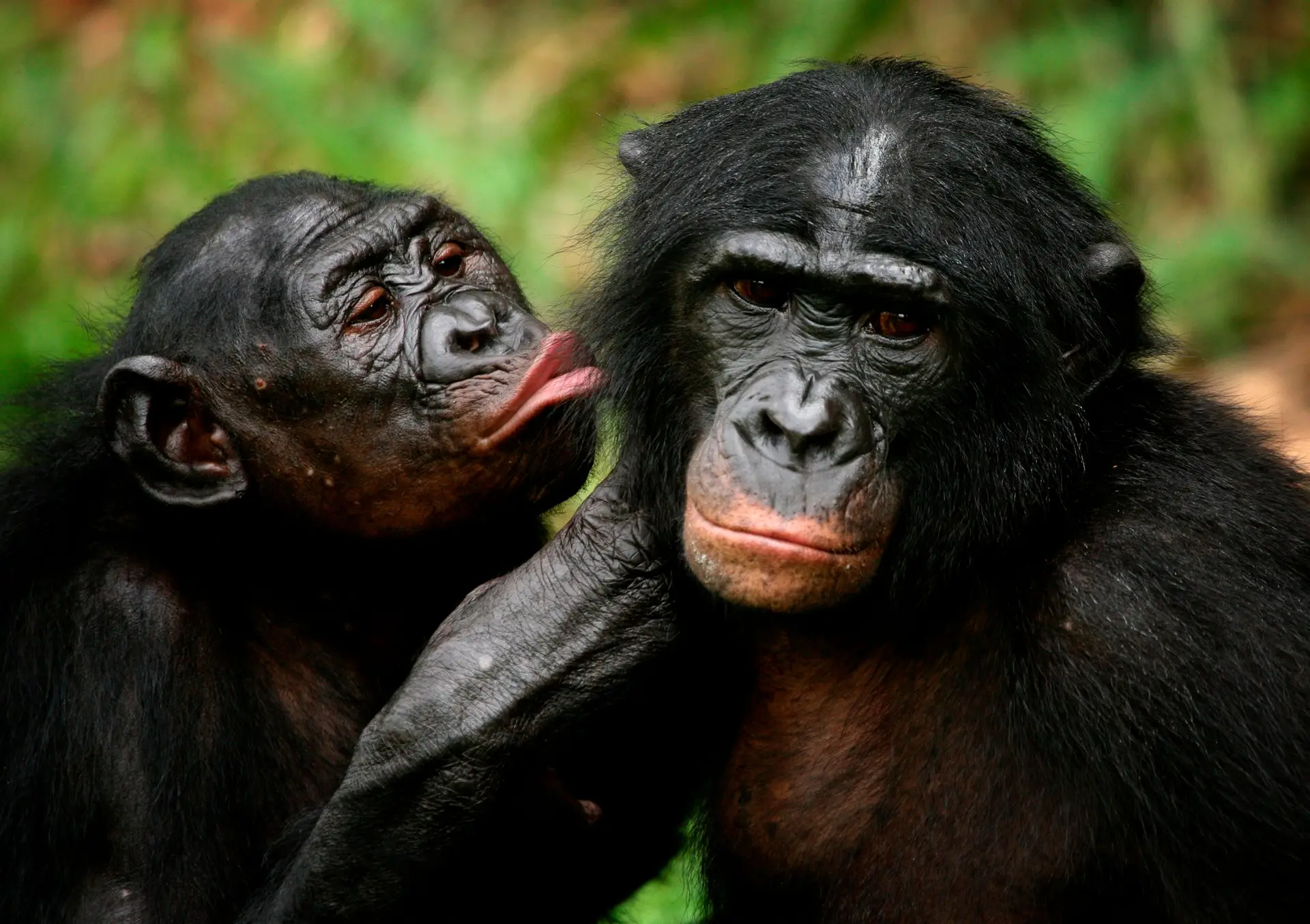 Cientistas descobrem chimpanzés que partem carapaças de tartarugas para as comer