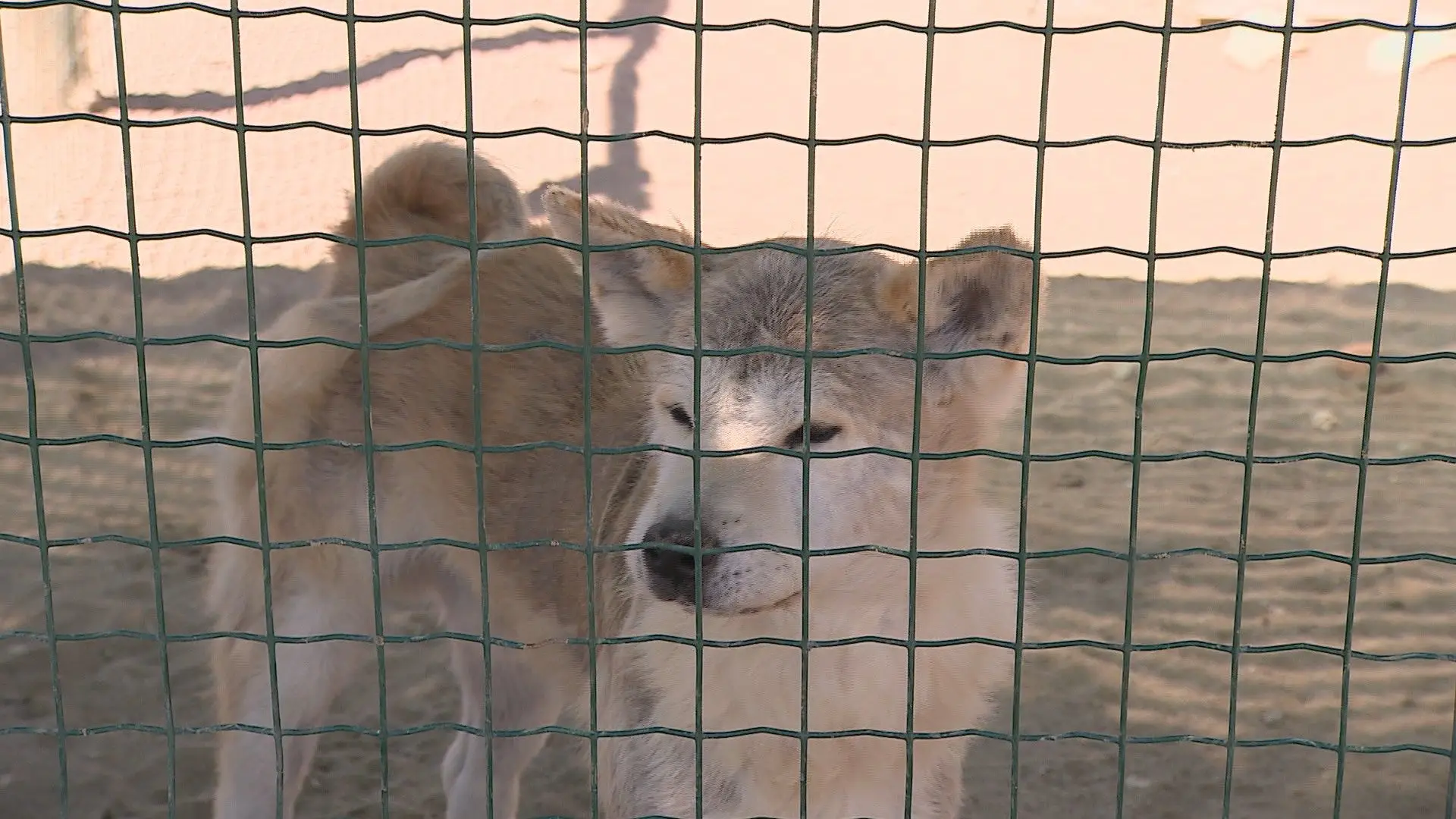 Associações de abrigo de animais cada vez mais lotadas