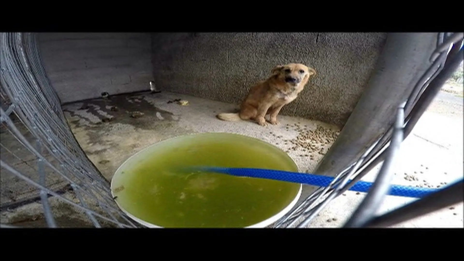 Só 5% dos casos de maus-tratos a animais resultaram em acusação em 2018