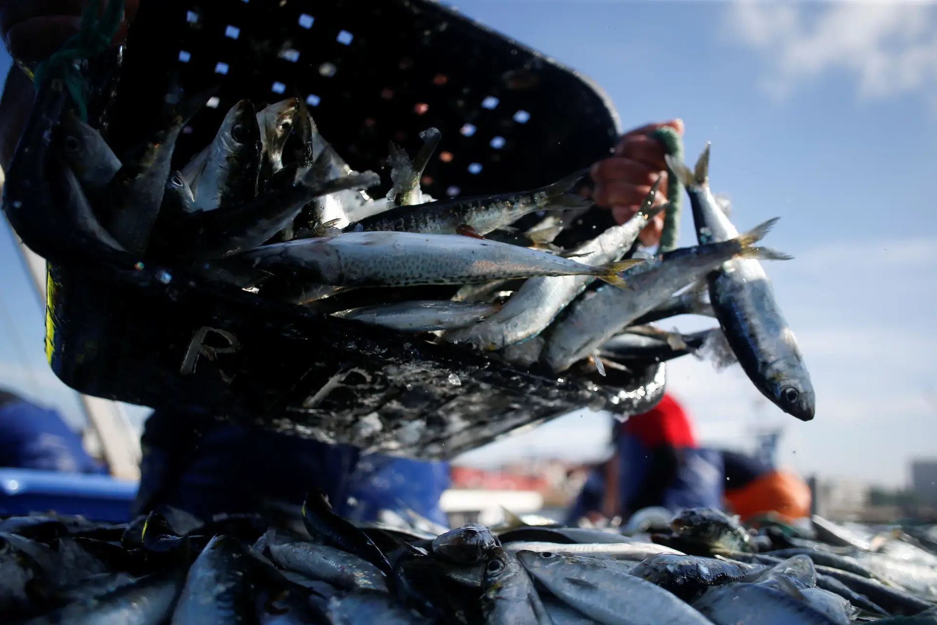 Pesca da sardinha com limite de capturas até 2.181 toneladas começa hoje