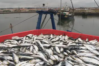 Resultado de imagem para Mais de três toneladas de sardinhas apreendidas na lota de Aveiro