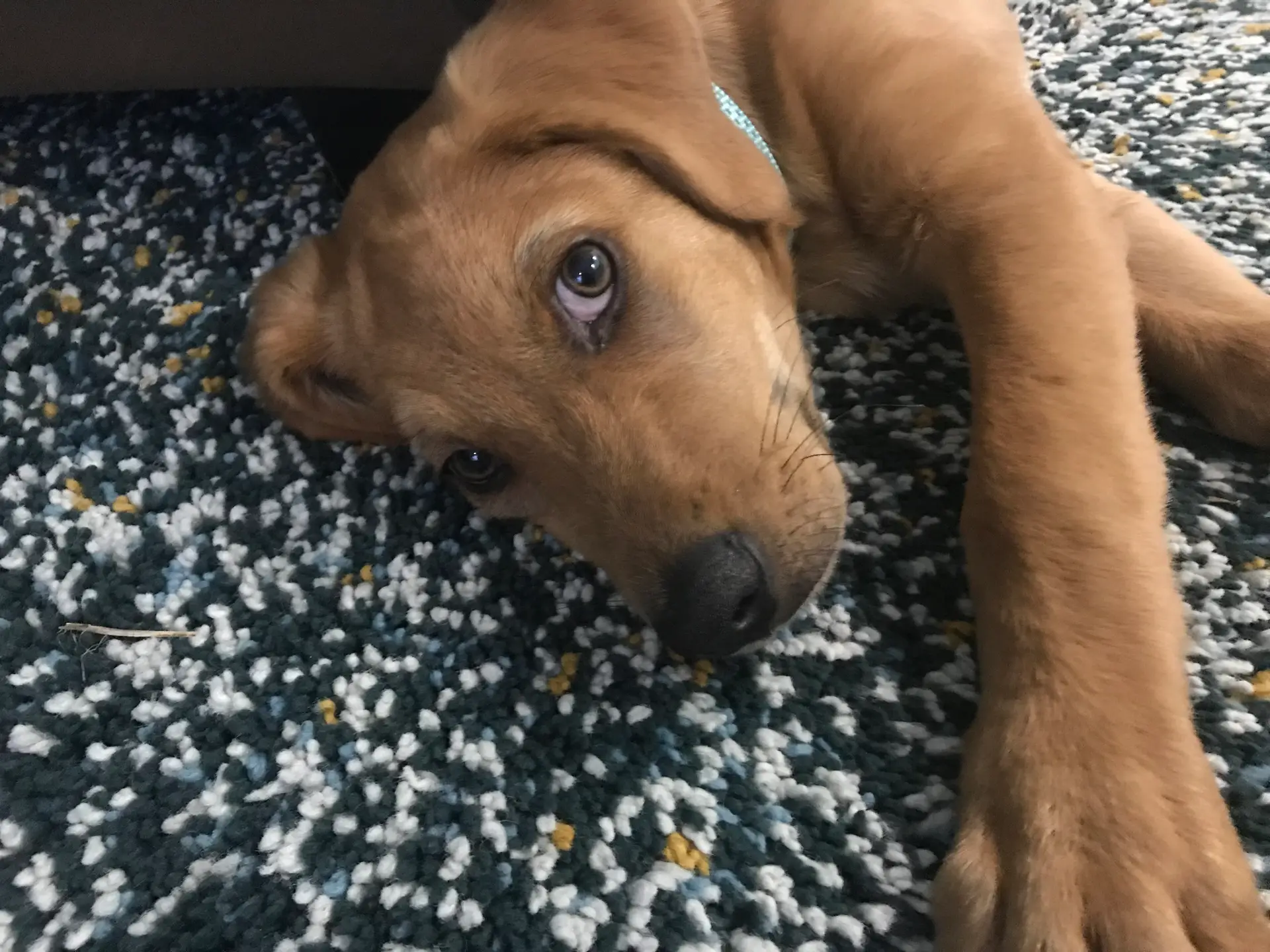 Olhos dos cães evoluíram para "domesticar" humanos