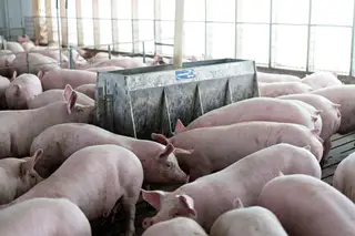 China minimiza perigo de nova pandemia a partir de vírus encontrados em porcos