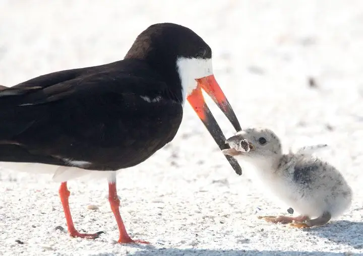 Imagem de pássaro a alimentar cria com cigarro relança polémica sobre lixo marinho